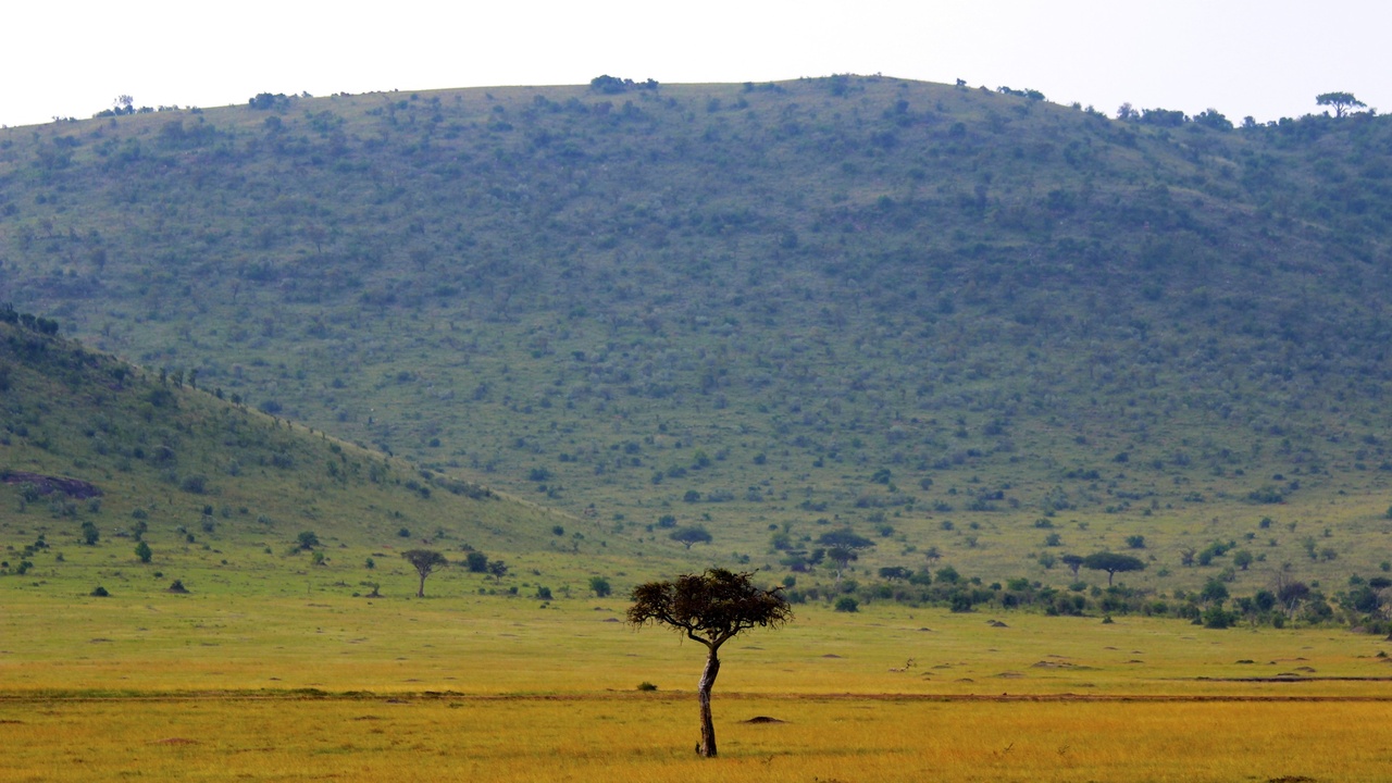 Acacia-dominated savanna with baobab and grasses in Kenya
