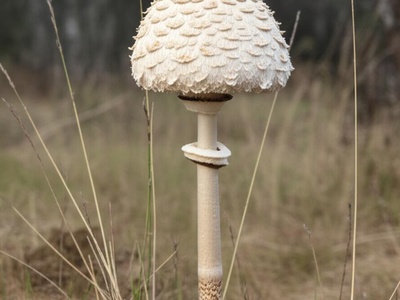 Savanna Parasol