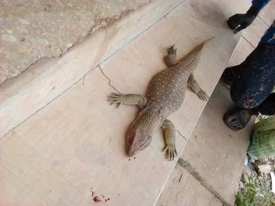 Savannah Monitor