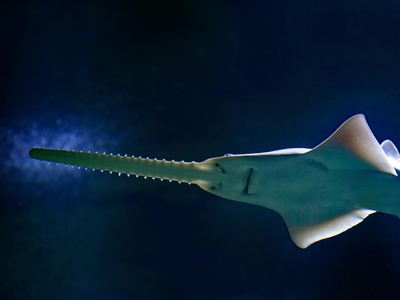 Sawfish