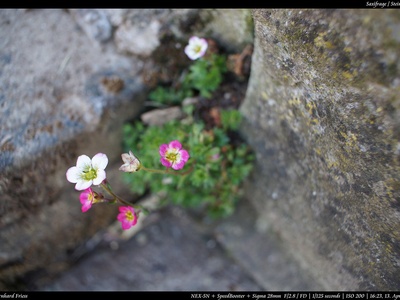 Saxifrage