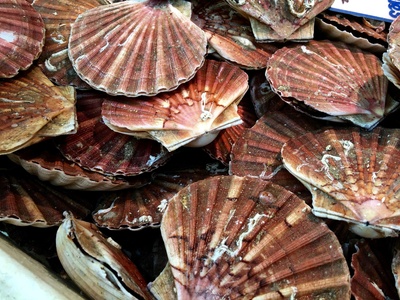 Scallop