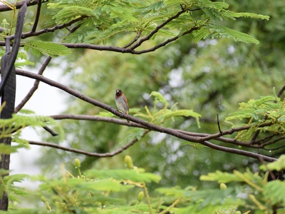 Scaly-breasted Munia