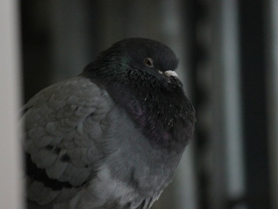 Scaly-naped Pigeon