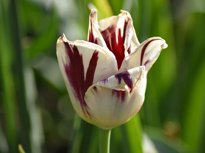 Scardic Tulip