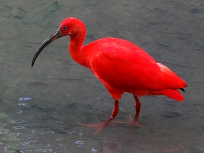 Scarlet Ibis