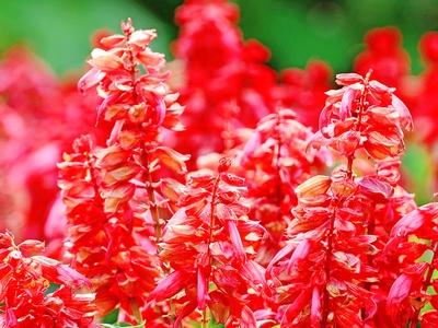 Scarlet sage