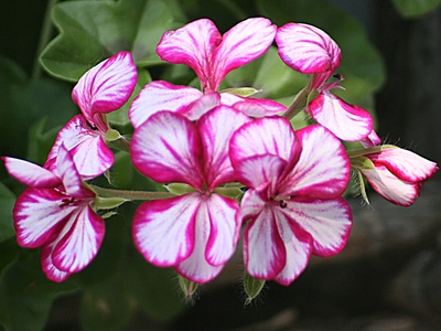 Scented geranium (rose geranium)
