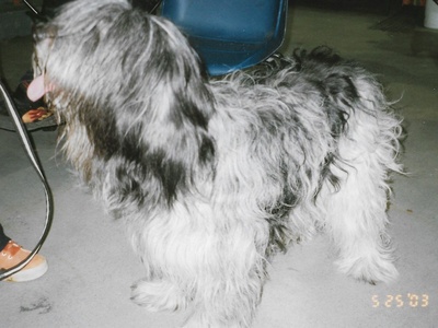 Schapendoes