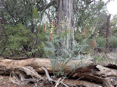 Schmoll's Milkvetch