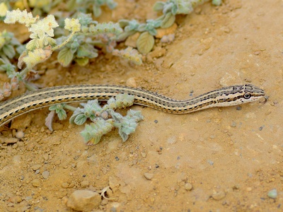 Schokari Sand Snake