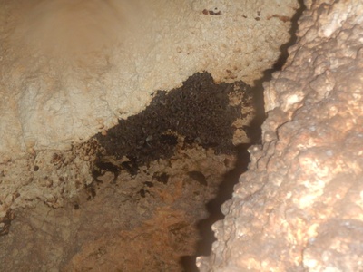 Schreiber's Long-fingered Bat