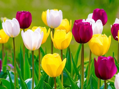 Schrenck's Tulip