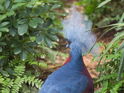 Sclater's Crowned-pigeon