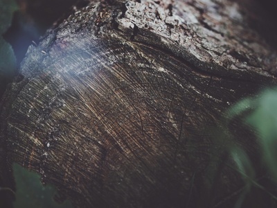 Sclerolobium / Local timber