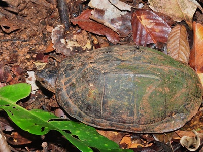 Scorpion mud turtle