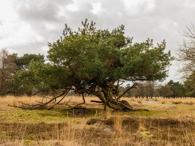 Scots pine