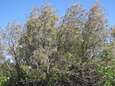 Scouler's Willow