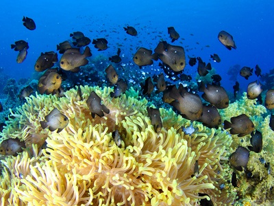 Sea Anemone