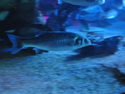 Sea bass
