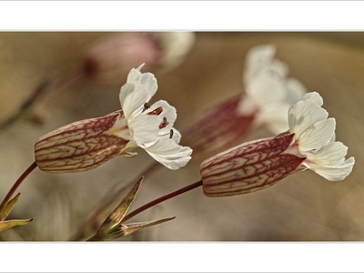 Sea campion