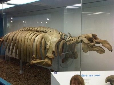 Sea Cow