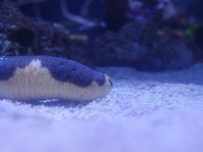 Sea Cucumber