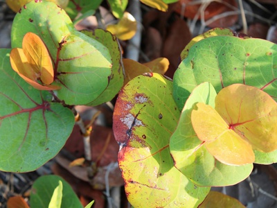 Sea grape