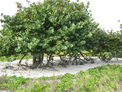 Sea grape
