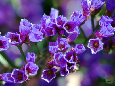 Sea lavender