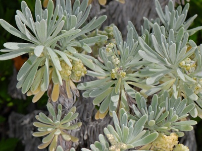 Sea lavender