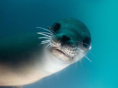 Sea Lion