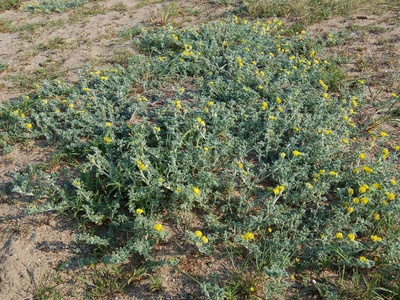 Sea Medick