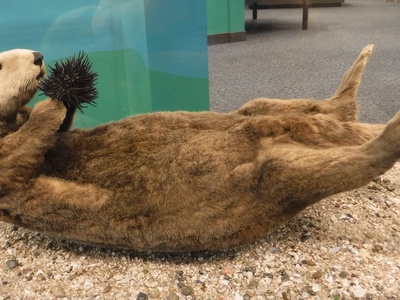 Sea Otter