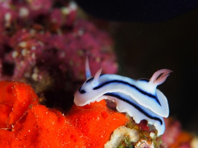 Sea Slug
