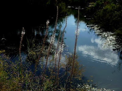 Sea Squill