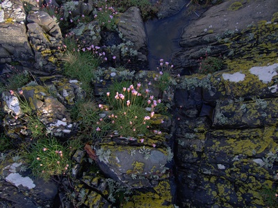 Sea thrift