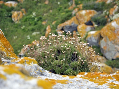 Sea thrift