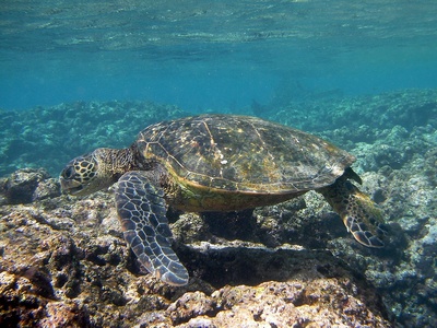 Sea Turtle