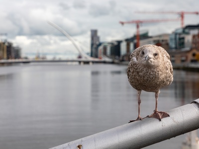 Seagull