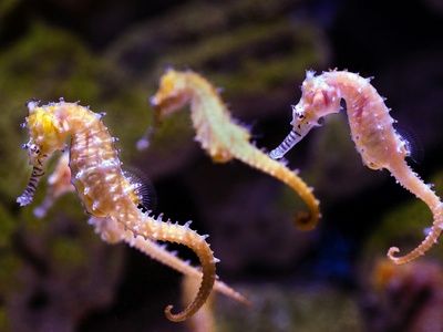 Seahorse