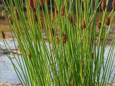 Sedge (Lurid sedge)