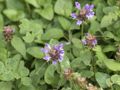 Self-heal