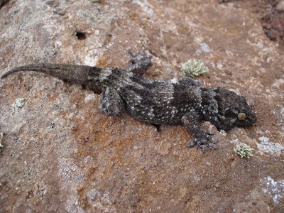 Selvagens Gecko