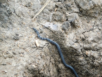 Semiornate Smooth Snake