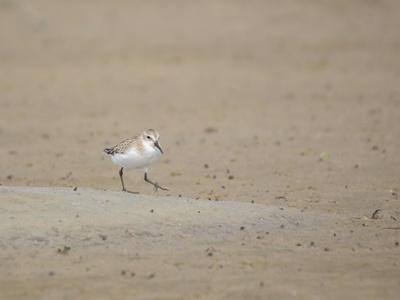 Semipalmated Sandpiper