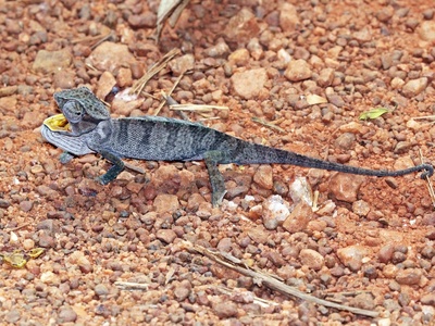 Senegal Chameleon
