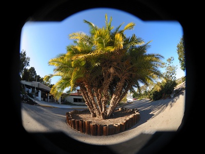 Senegal Date Palm