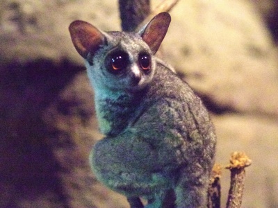 Senegal galago