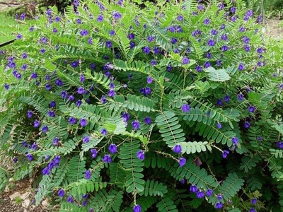 Senegal Indigo